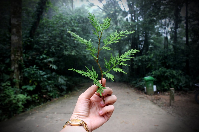 Planta en mano en un sendero boscoso