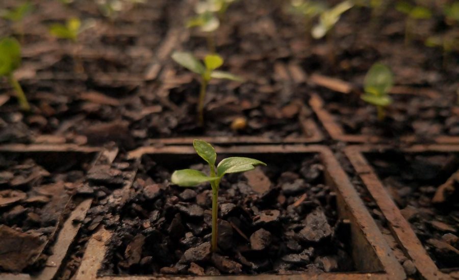 Plántulas creciendo en tierra