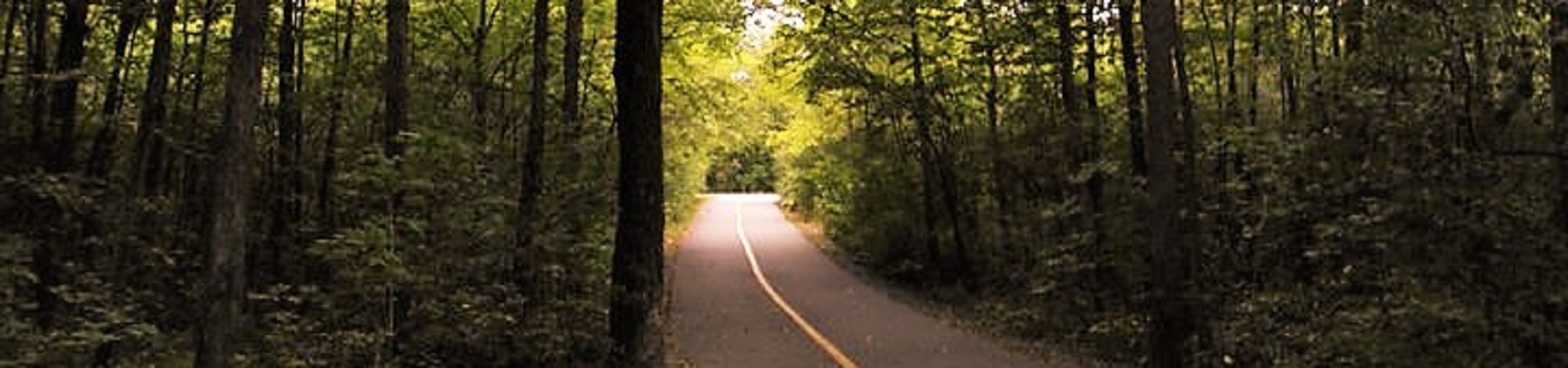 Camino entre árboles